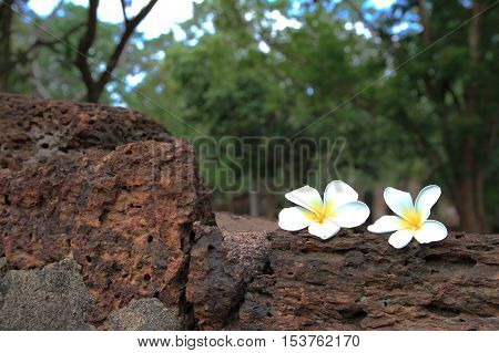 Plumeria flower on lateritei Historical Park background