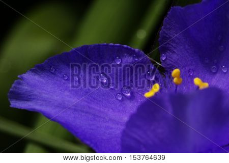purple (violet) spring flowers with water drops. a close-up shot of droplets on a spring flower