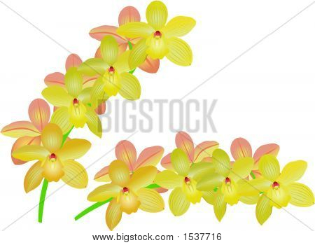 Cymbidium.Eps