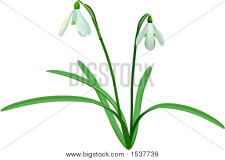 Snowdrop.Eps