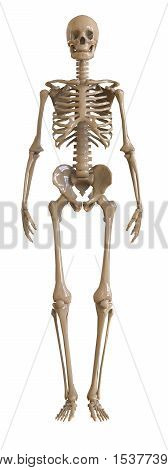 Skeleton front view. Plastic layout of the human skeleton on white background. 3d illustration
