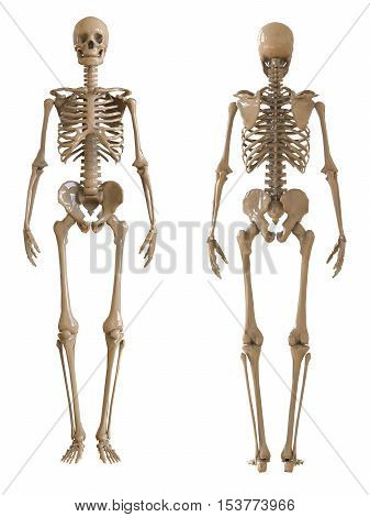 Skeleton front and rear view. Plastic layout of the human skeleton on white background. 3d illustration