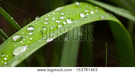 Mosquito on a leaf plants and dew. Macro photography.