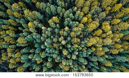 Aerial view of the forest in Nanacamilpa Tlaxcala