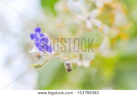 Petrea volubilis ,Queen's wreath flower in the garden