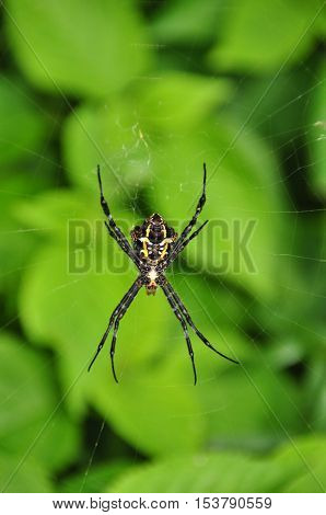 Tropical nicely colored with a spider on the network. Indonesia. Java.
