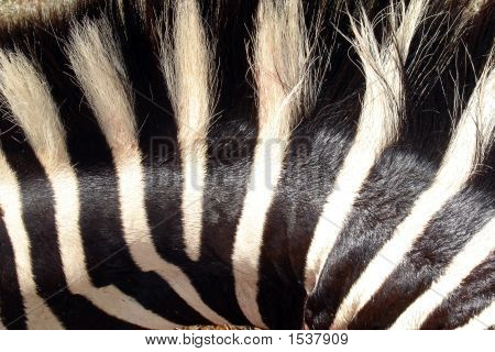 Zebra 01