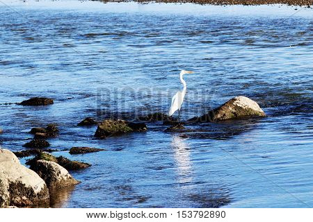 A crane standing on the rocks looking over the blue water of Peconic Bay