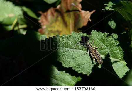 Grasshopper on a leaf in a fall garden with fallen autumn leaves shadows and sunlight