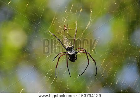 Tropical nicely colored with a spider on the network. Indonesia. Java.