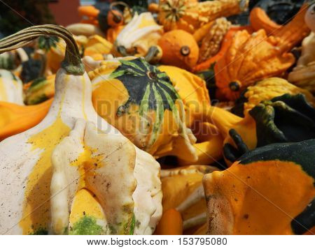 Thanksgiving Gourd variety closeup on details of different shapes, sizes and textures of fall arrangement