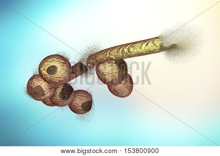 Destruction of Candida fungi, 3D illustration. Can be used to illustrate effect of antifungal drugs, medicines, microbes, nanoparticles