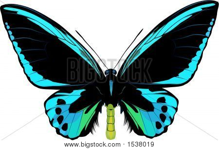 Ornithoptera Ulvilliana.Eps