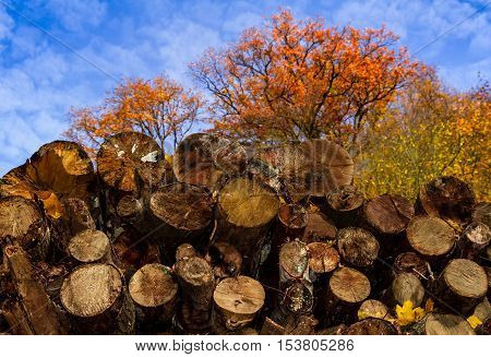 Nevytske Ukraine - October 27 2016: Stacked logs at the edge of an autumn forest.