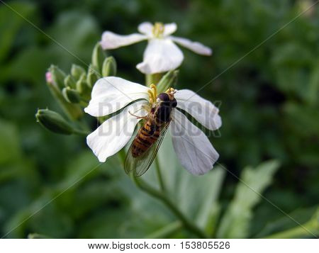 bees collect pollen from flowers and essence undaunted