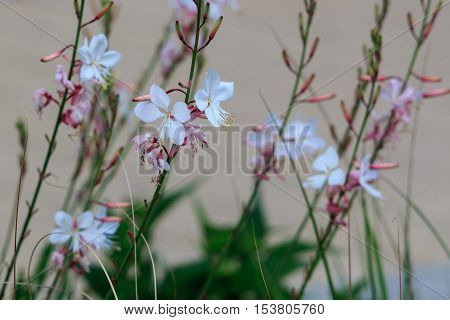 vintage lovely small white flower buds close up