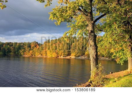Autumn trees on the river Perce in city Koknese in Latvia