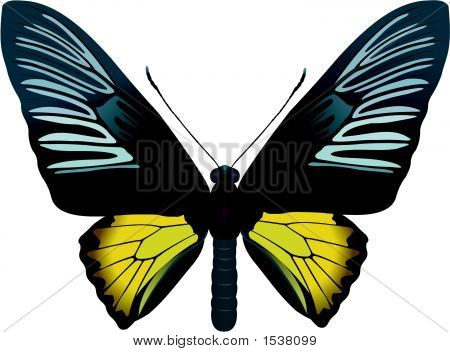 Troides Radamantus.Eps