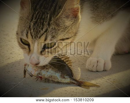 Fish-eating cats. Beach belly to feed çalışıyor.halikarnas-Turkey