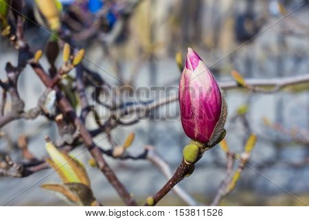 Purple bud in spring close up in nice color