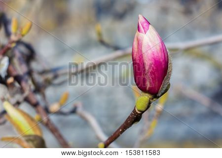 Purple bud in spring close up in nice color