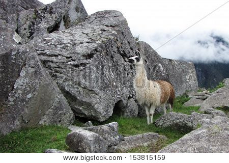 Llama in Machu Picchu, Peru - Llama, fog and rocks