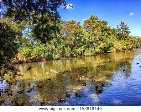 ducks and ibis enjoy the pond in Audubon Park New Orleans