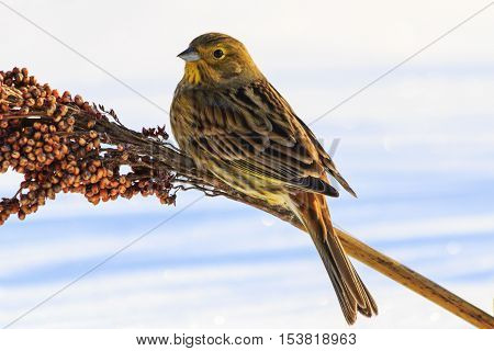 Emberiza citrinella feeding on winter day, colorful bird, birds winter nomadic birds, yellowhammer