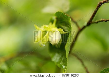 Green hazel nut growing on a tree branch