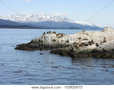 Sea lions on a rock - Ushuaia