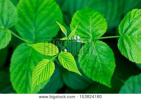 Red raspberry i.e. Rubus idaeus leaves top view. Close up. Selective focus.