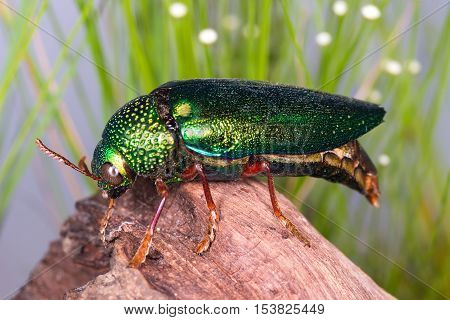 Jewel Beetle (sternocera Ruficornis), Beetle