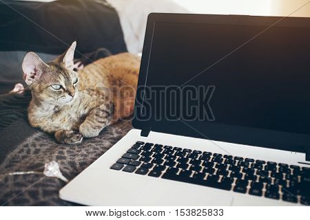 Close-up shoot of laptop computer with blank copy space screen for your text message or content. Nice and warm atmosphere. Cat sleeping on the bed near laptop. Film effect, flare sun
