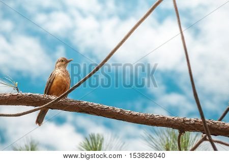 Bird With Orange Belly On A Tree Branch. Sunny Day With Many Clouds On A Gorgeous Blue Sky Backgroun
