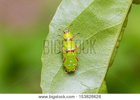 The Rustic Pupa
