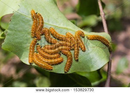 Painted Jezebel Caterpillars
