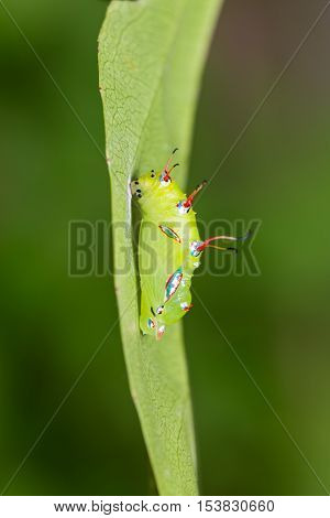 The Rustic Pupa
