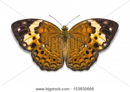 The Rustic Butterfly