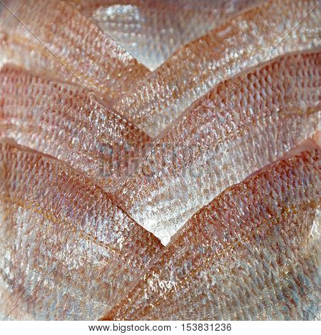 Japanese red sea bream fillets, ready prepared for sushi or sashimi,  for sale at Tsukiji fish market, Tokyo.