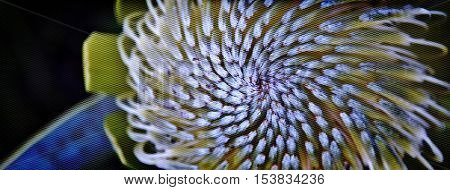 Close up of Protea bud in bright sunlight