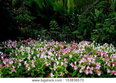 Wishbone flower (Torenia fournieri) in garden for background