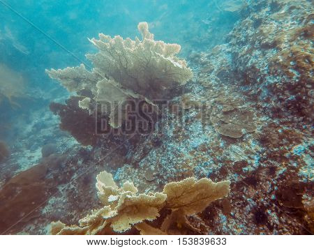 the big sea fan in Myanmar divesite