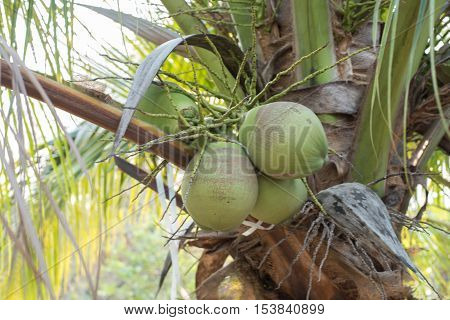 closed up the coconut tree in a flied
