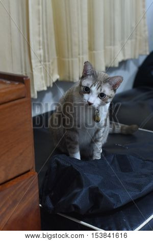 closed up the salit cat is looking something