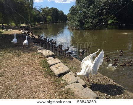 large white goose in Audubon Park in New Orleans.  Ducks in lake.  Black Bellied Whistling ducks swimming in pond