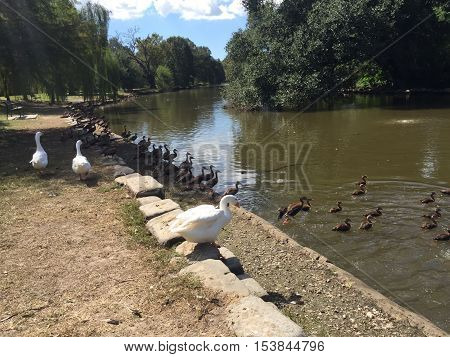 large white goose walks down steps.  flock of geese.  audubon Park, New Orleans, Louisiana.