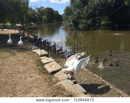 large white goose in Audubon Park in New Orleans.  Ducks in lake.  Black Bellied Whistling ducks