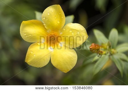 Allamanda Common allamanda Golden trumpet Golden trumpet vine Yellow bell