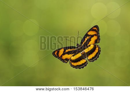 Top View Of Colour Segeant Butterfly ( Athyma Nefte )