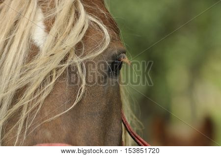 Workhorse. Grazing in the pasture. Meadow in the valley of the Bug.